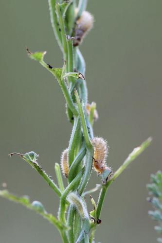 Emarhopa rufa